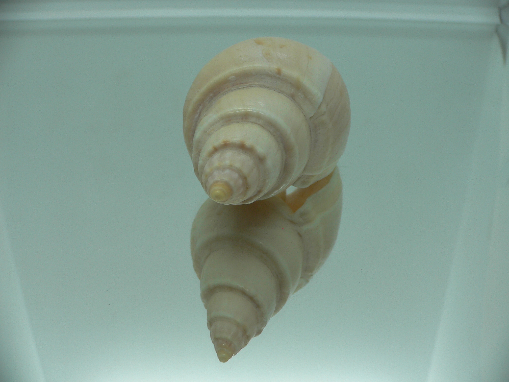 Buccinanops latus GIANT