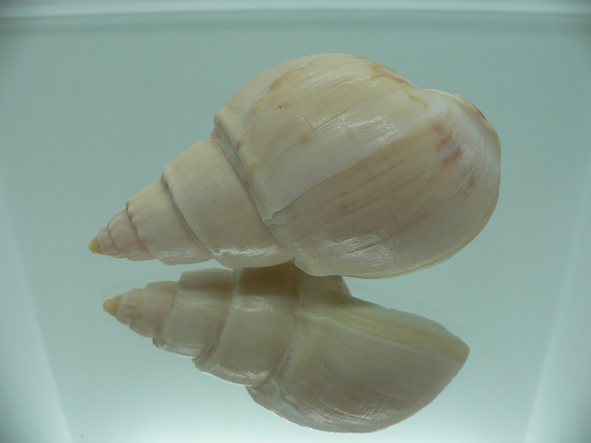 Buccinanops latus GIANT