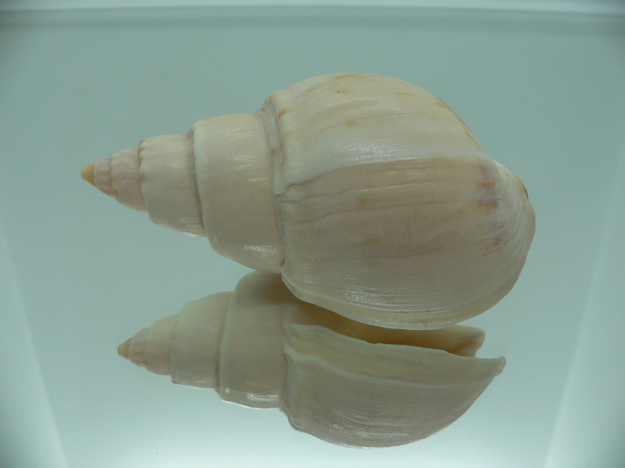 Buccinanops latus GIANT