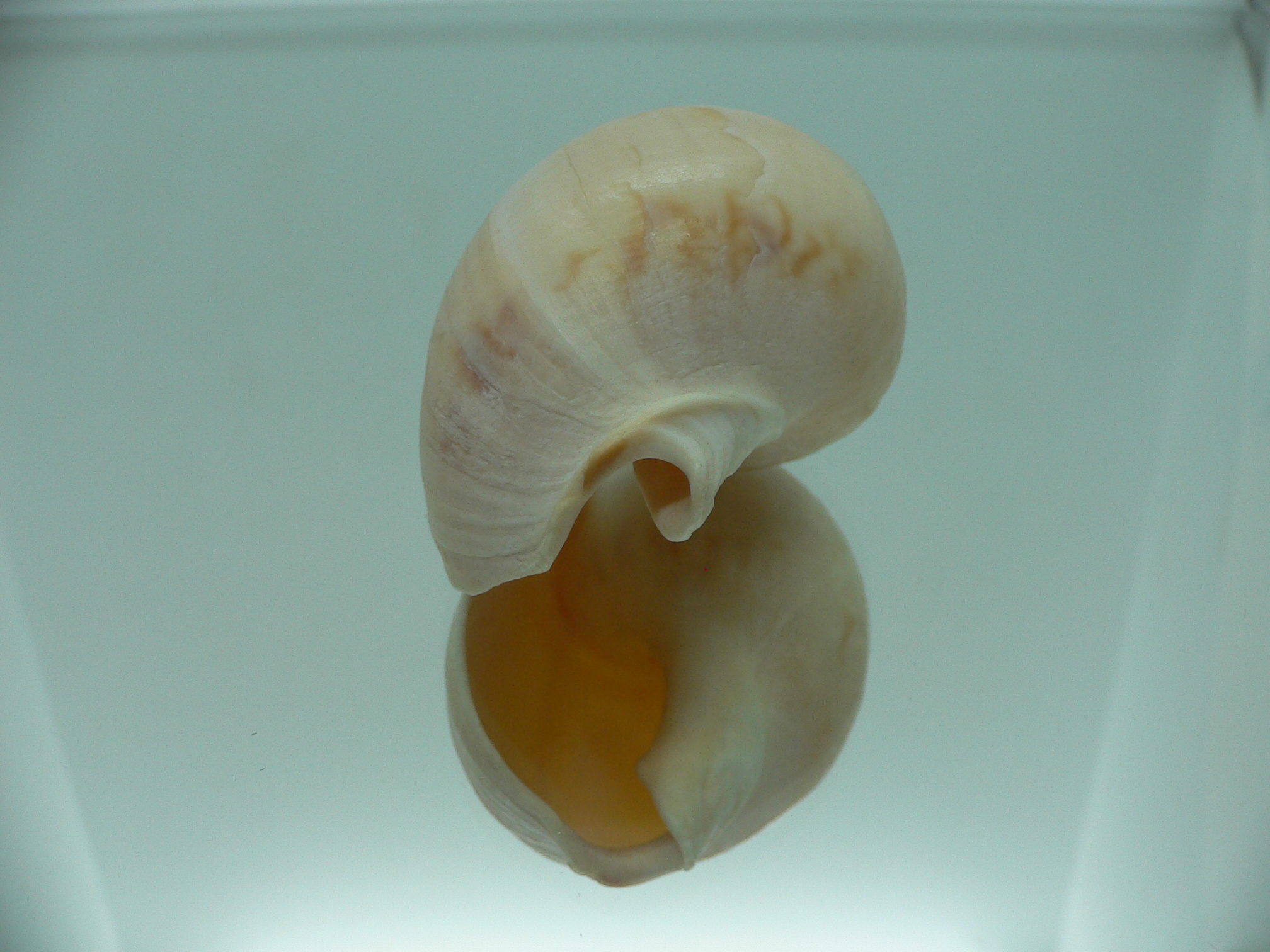 Buccinanops latus GIANT