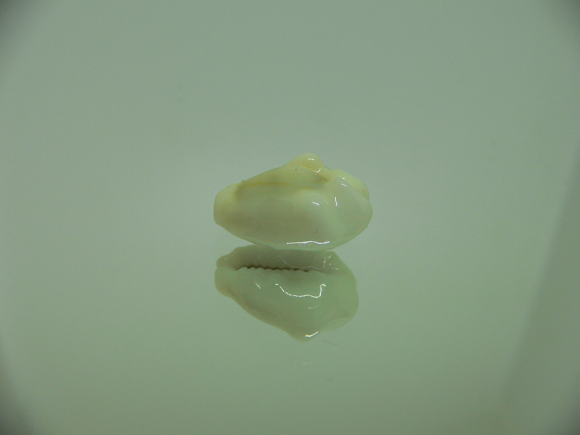 Cypraea moneta tuberculosa (var.) 1