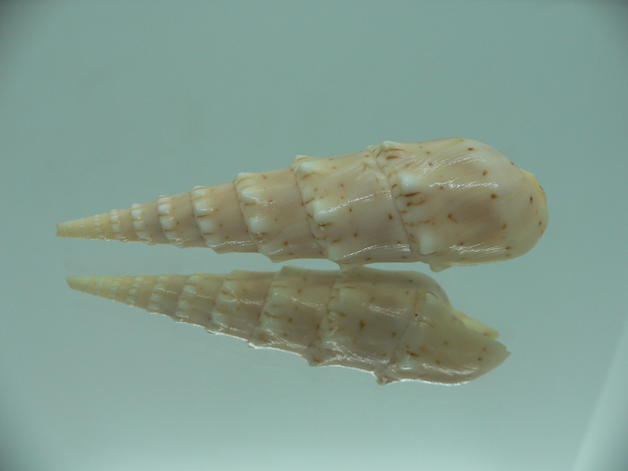 Oxymeris crenulata fimbriata (var.)