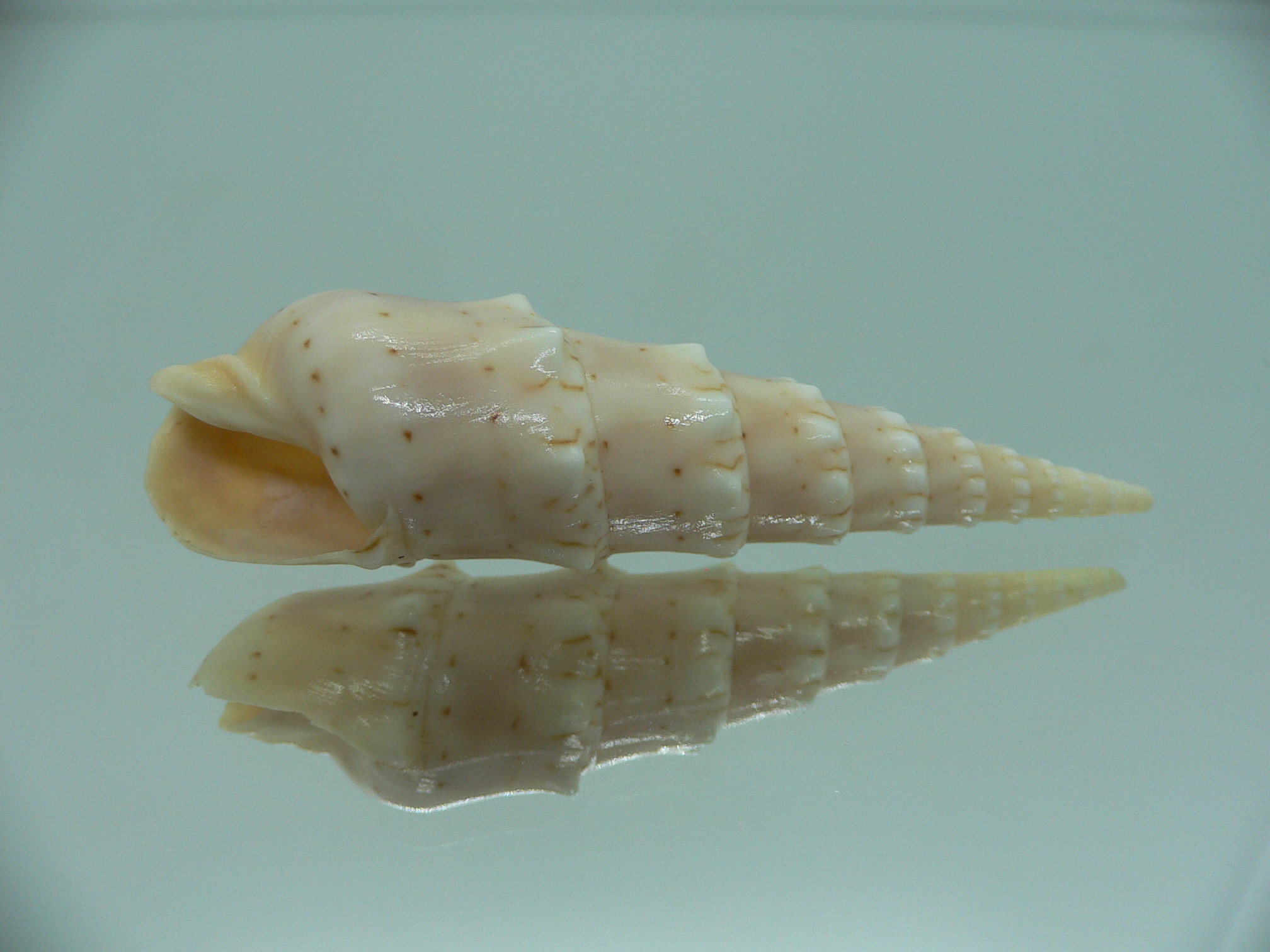 Oxymeris crenulata fimbriata (var.)