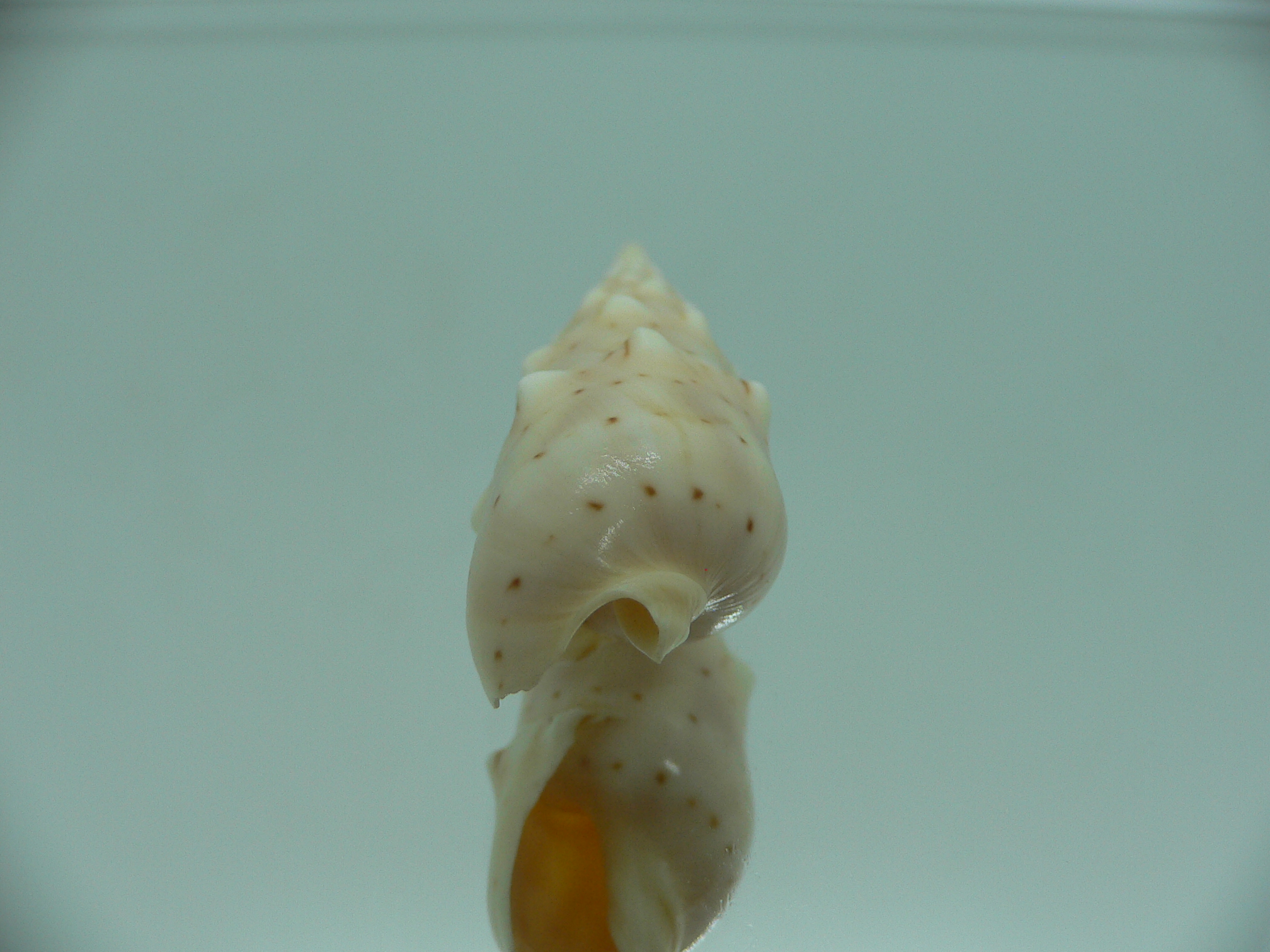 Oxymeris crenulata fimbriata (var.)