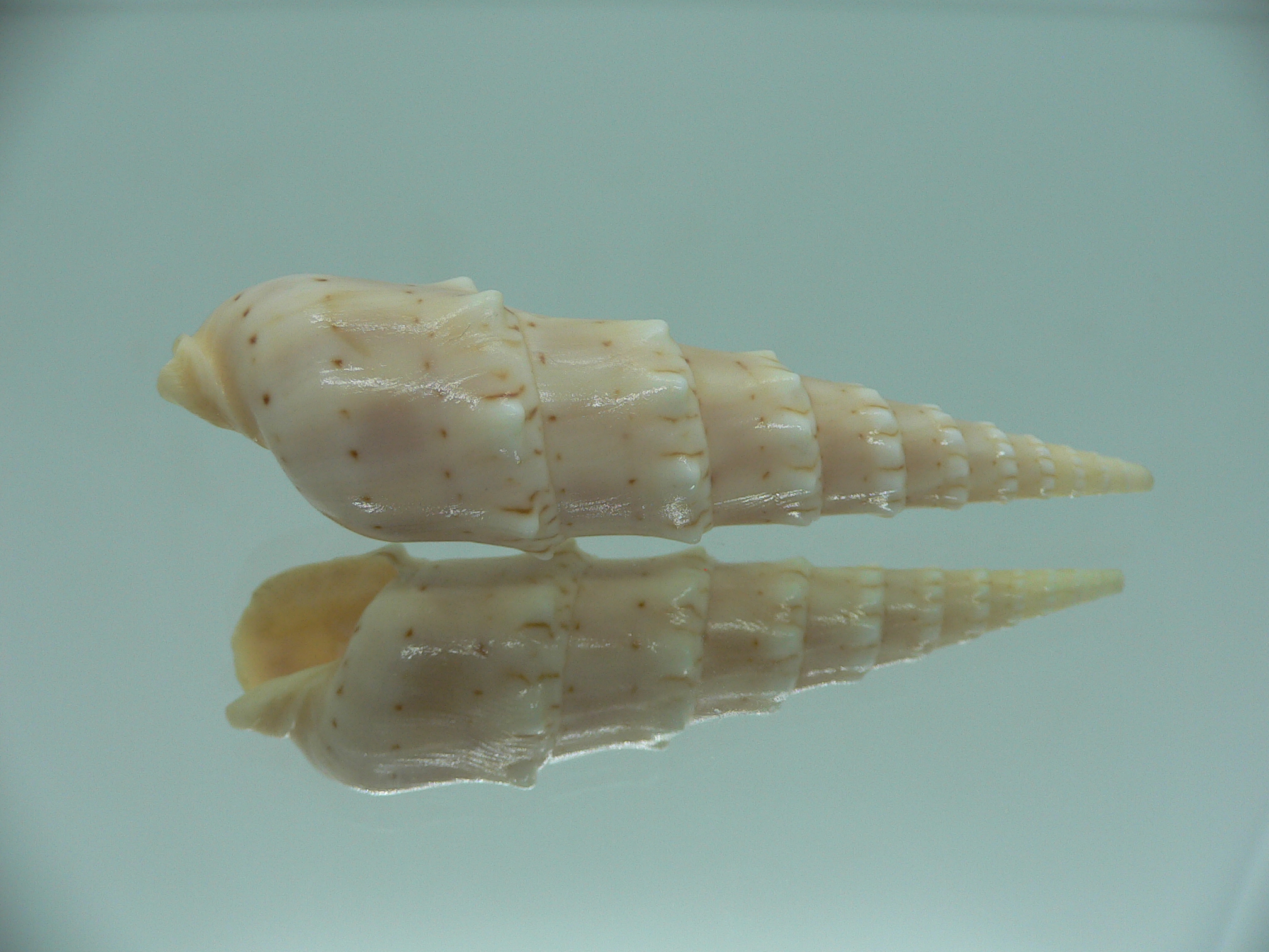 Oxymeris crenulata fimbriata (var.)