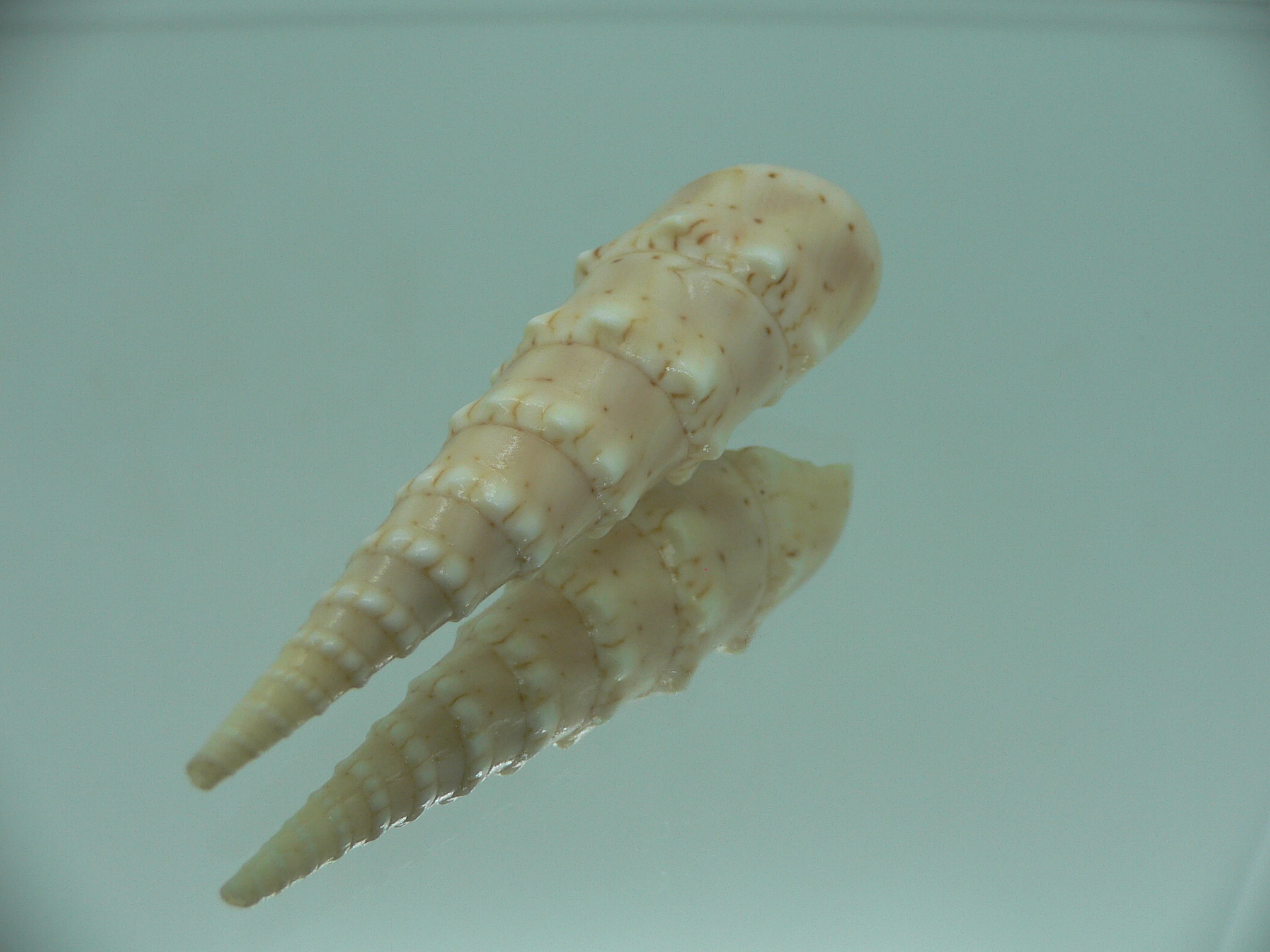 Oxymeris crenulata fimbriata (var.)