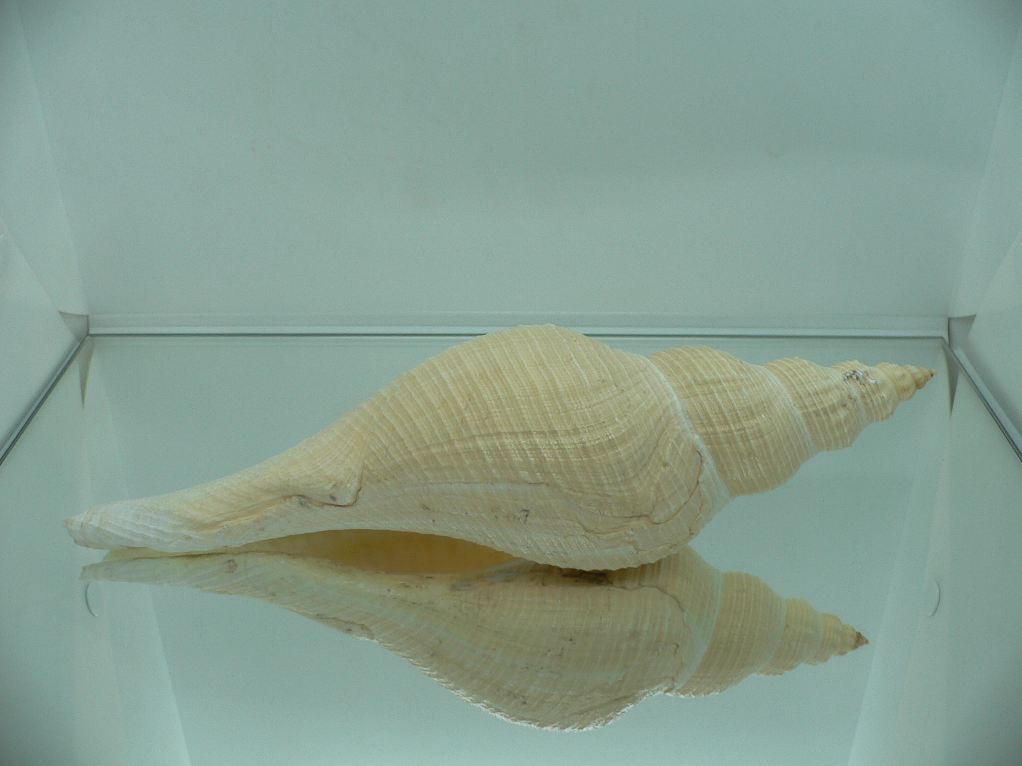 Hemifusus colosseus