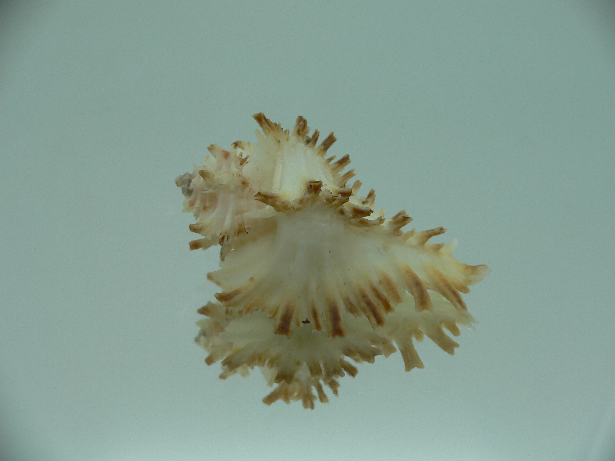 Homalocantha secunda SUPER & SCORCHED