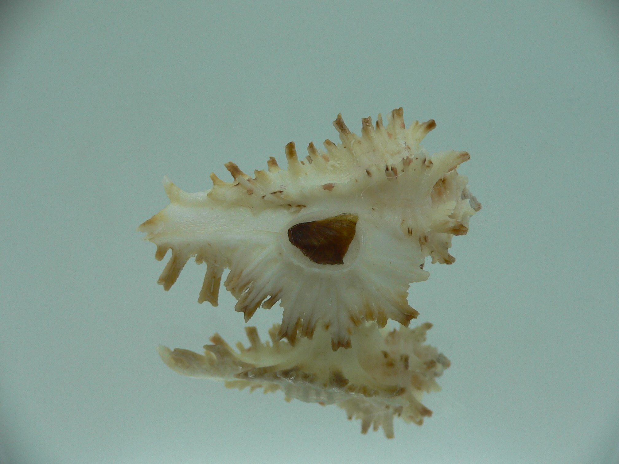 Homalocantha secunda SUPER & SCORCHED