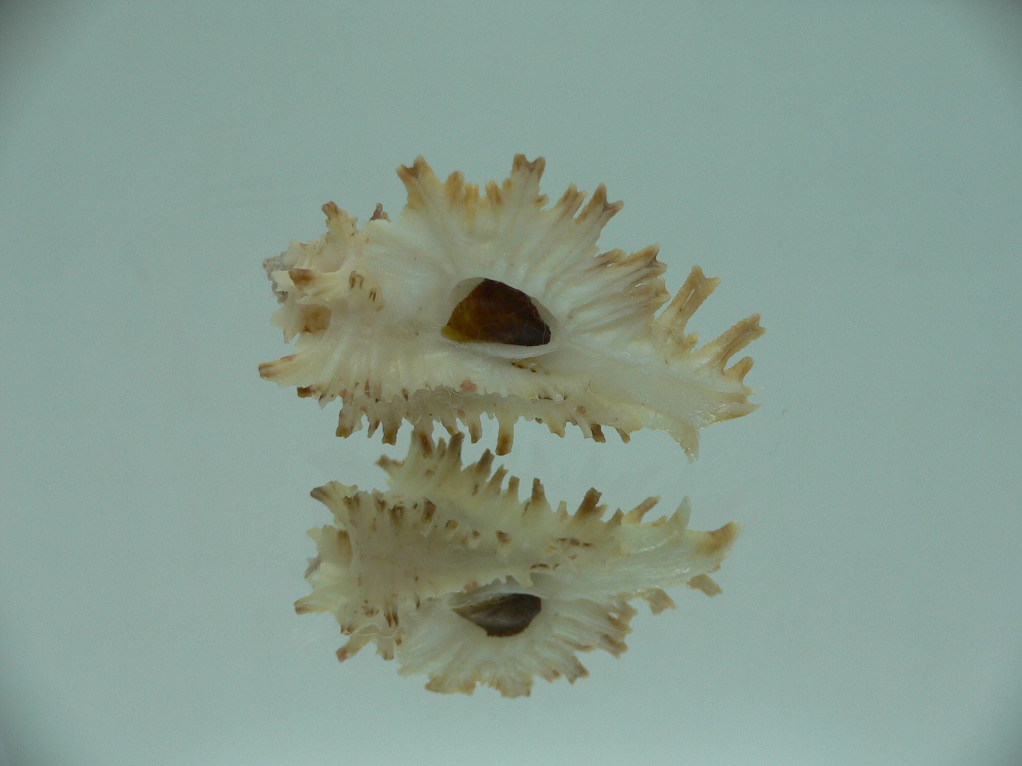 Homalocantha secunda SUPER & SCORCHED