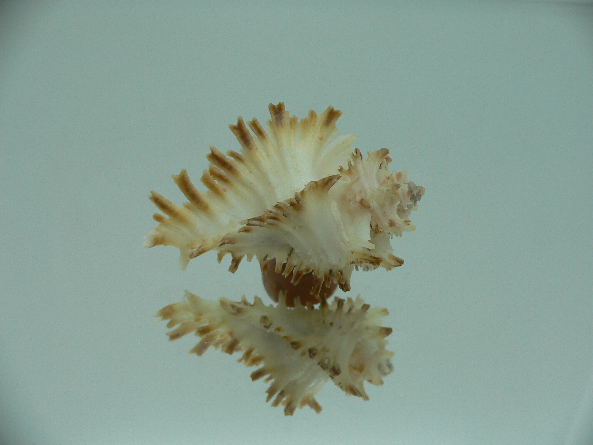 Homalocantha secunda SUPER & SCORCHED