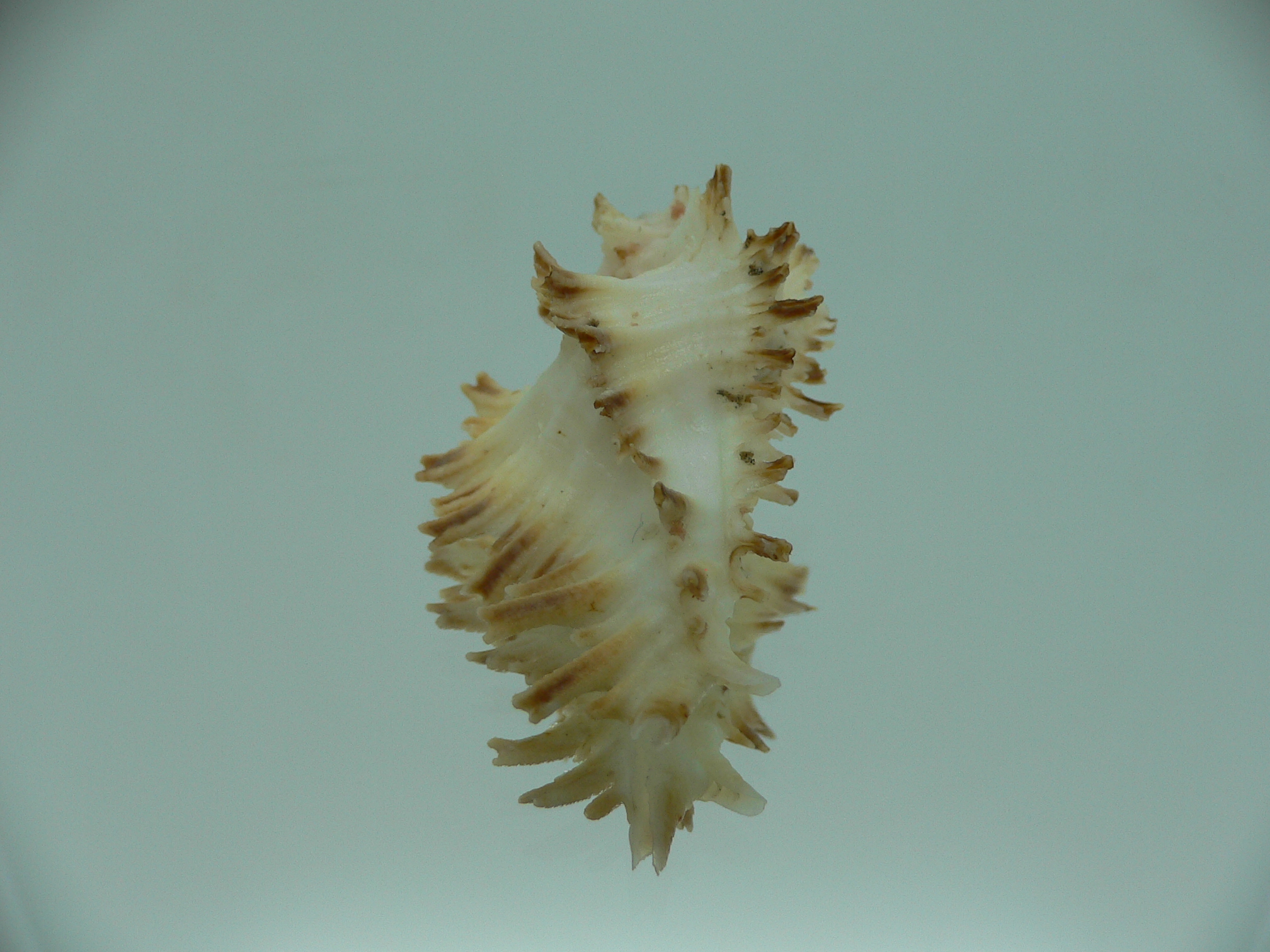 Homalocantha secunda SUPER & SCORCHED