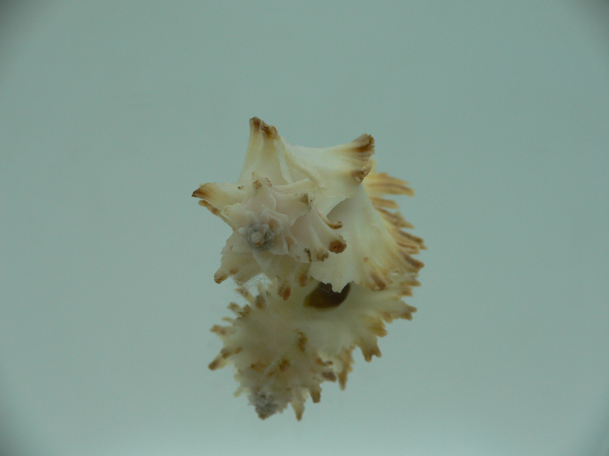 Homalocantha secunda SUPER & SCORCHED