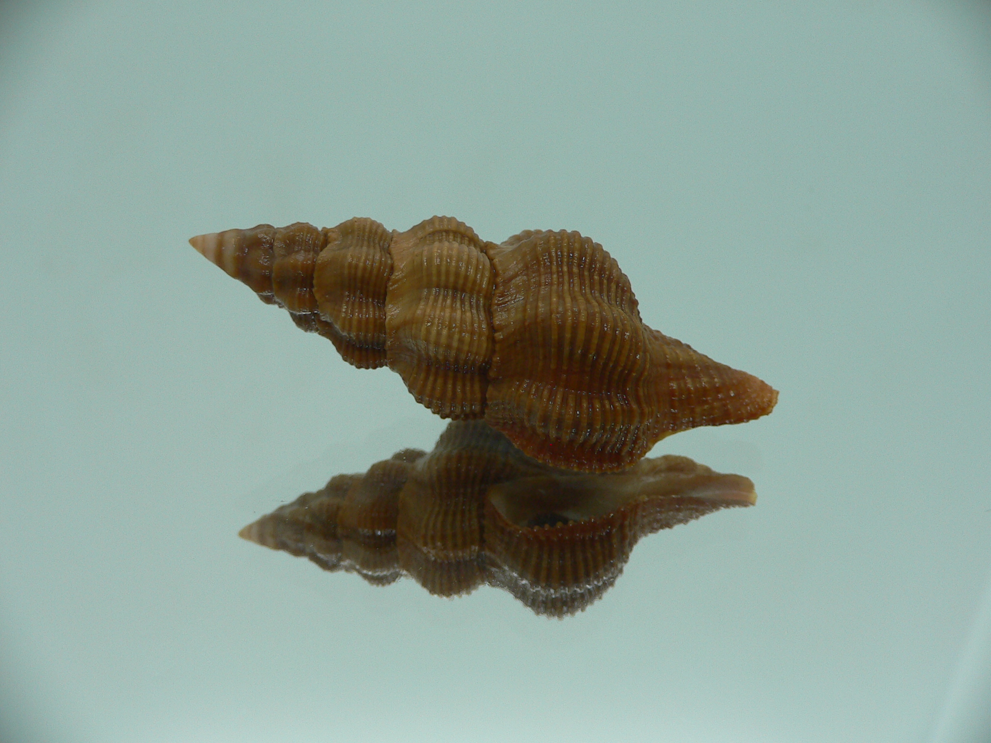 Fusolatirus paetelianus DARK & SUPER