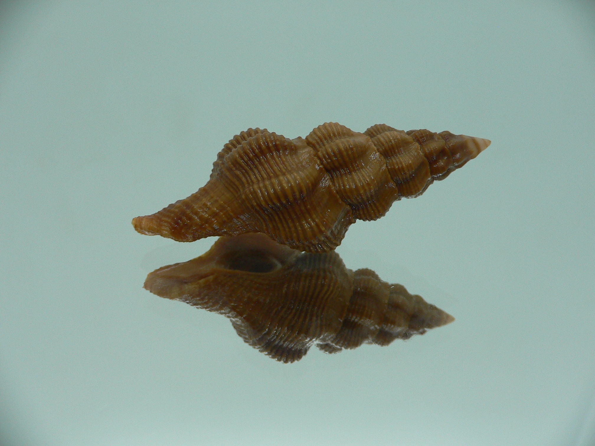 Fusolatirus paetelianus DARK & SUPER