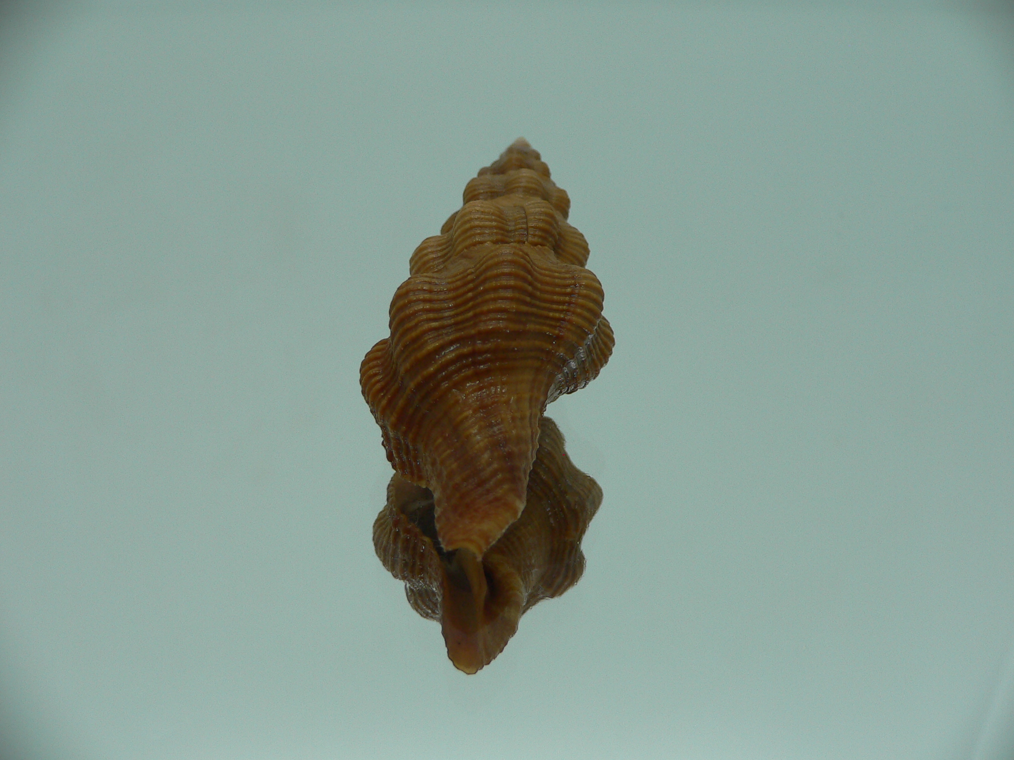 Fusolatirus paetelianus DARK & SUPER