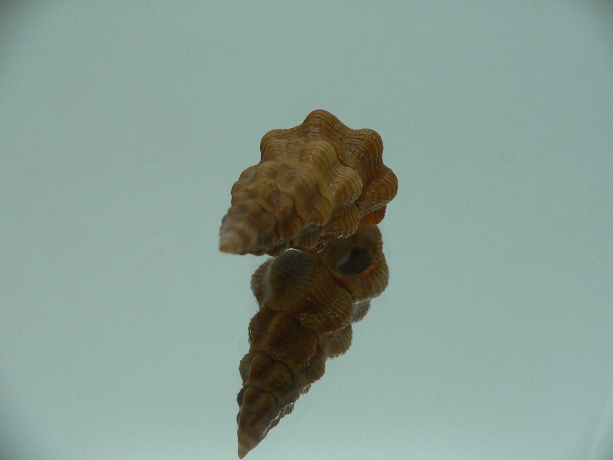 Fusolatirus paetelianus DARK & SUPER
