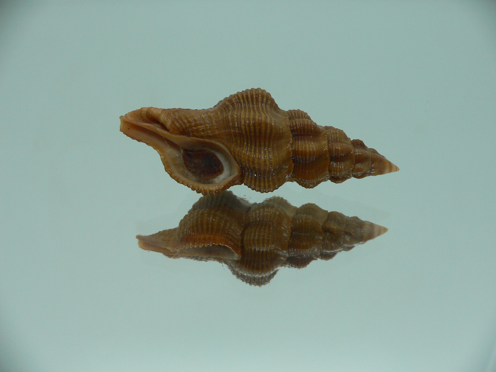 Fusolatirus paetelianus DARK & SUPER