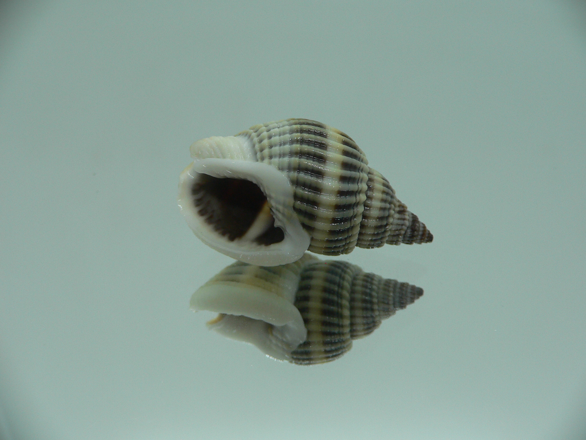 Nassarius livescens DARK GIANT