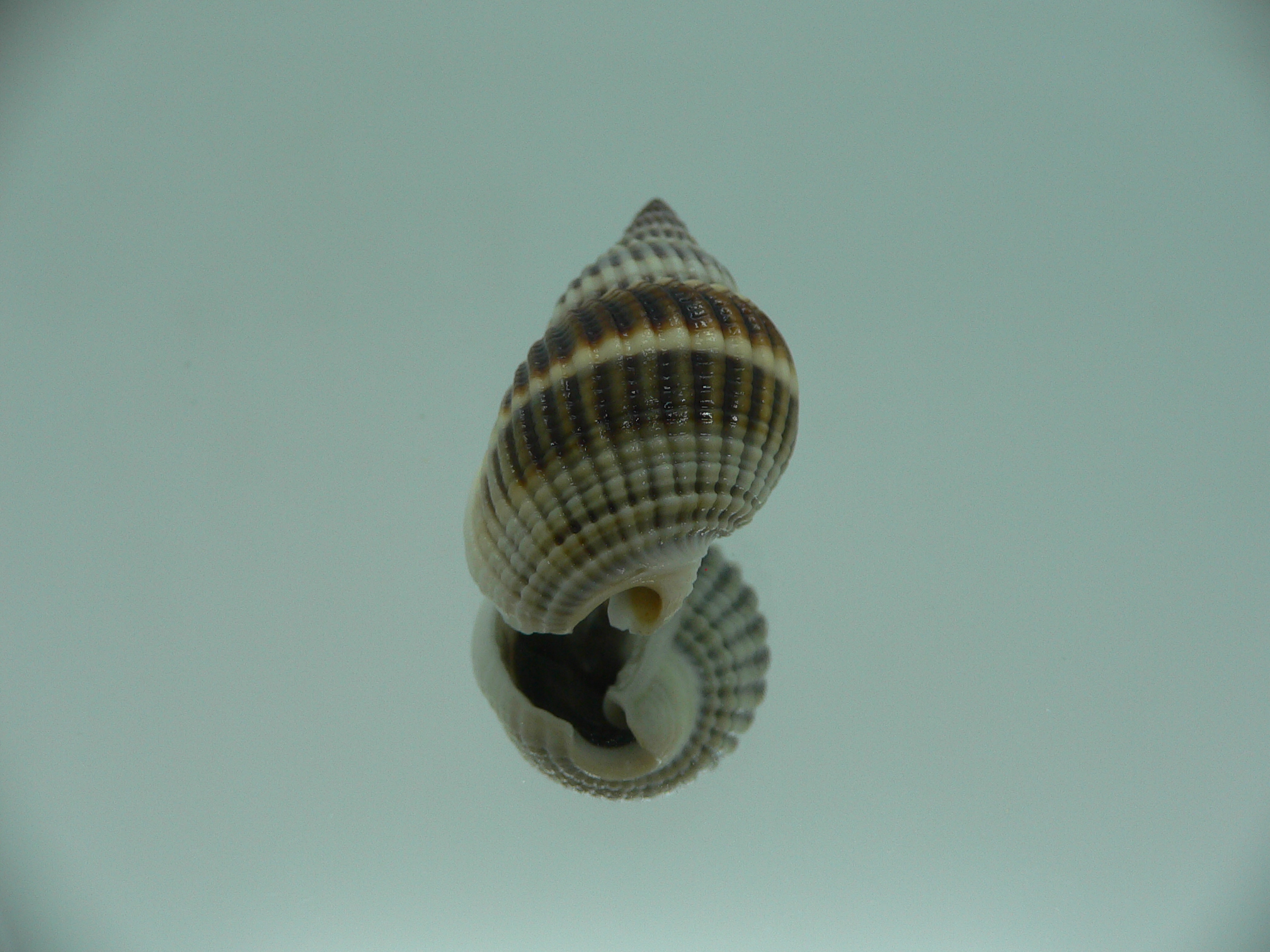 Nassarius livescens DARK GIANT