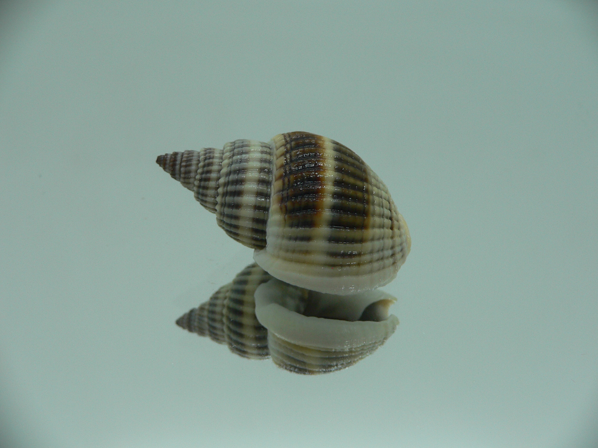 Nassarius livescens DARK GIANT