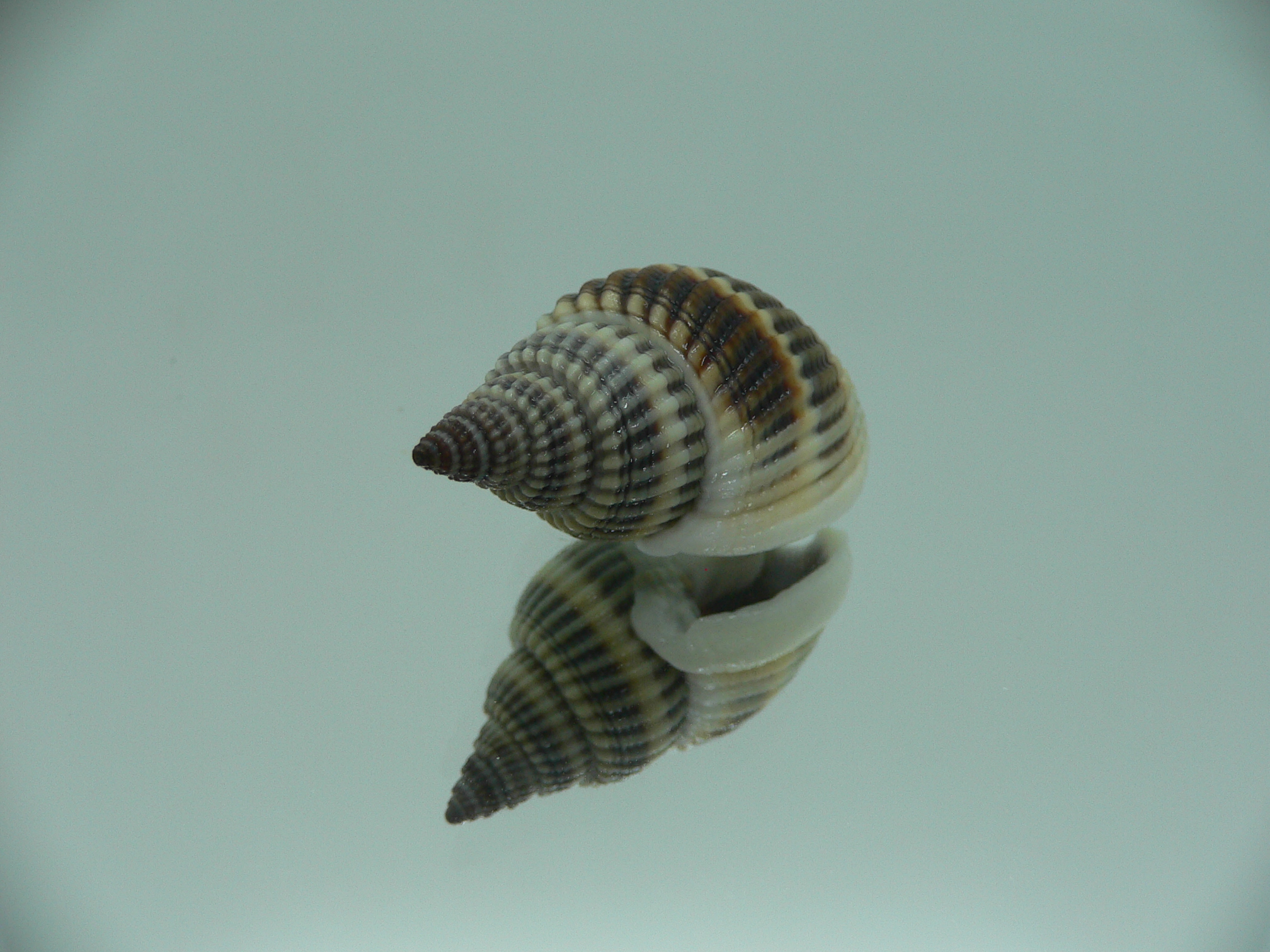 Nassarius livescens DARK GIANT