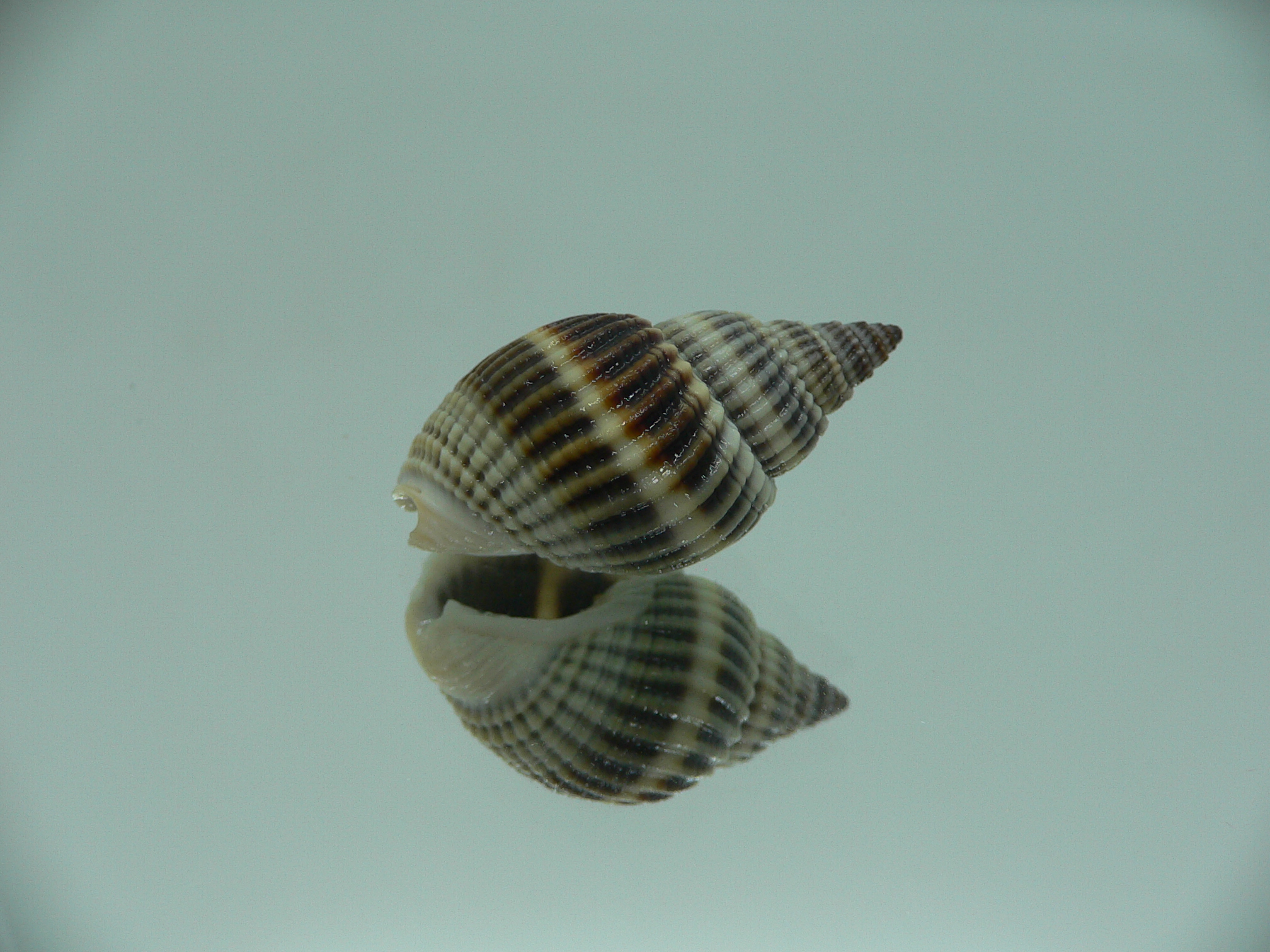 Nassarius livescens DARK GIANT