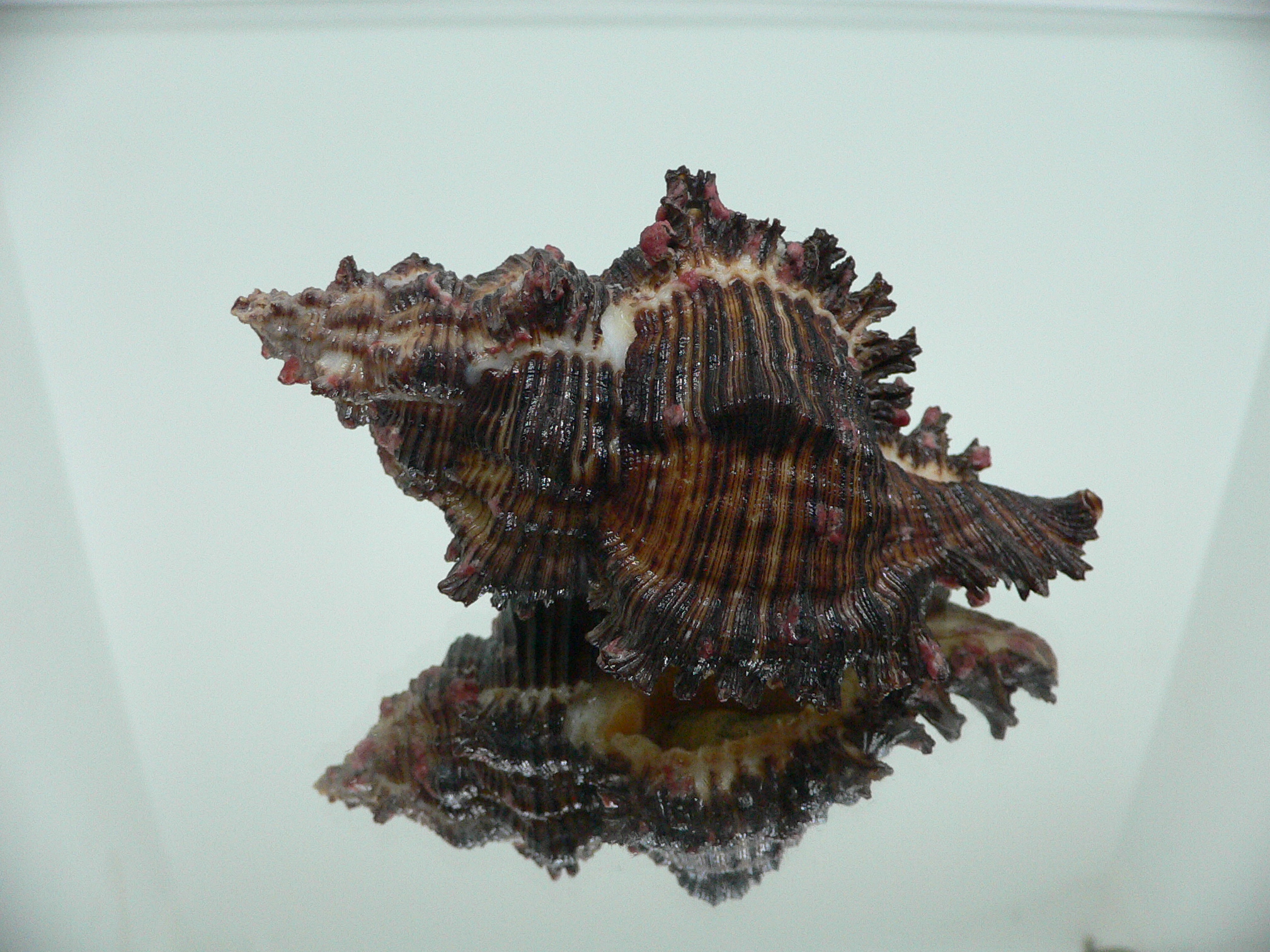 Chicoreus torrefactus