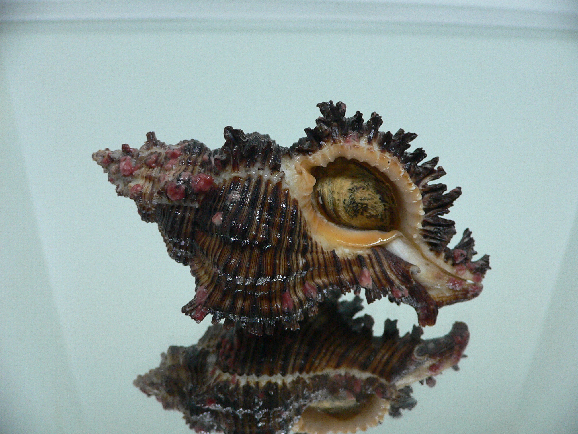 Chicoreus torrefactus