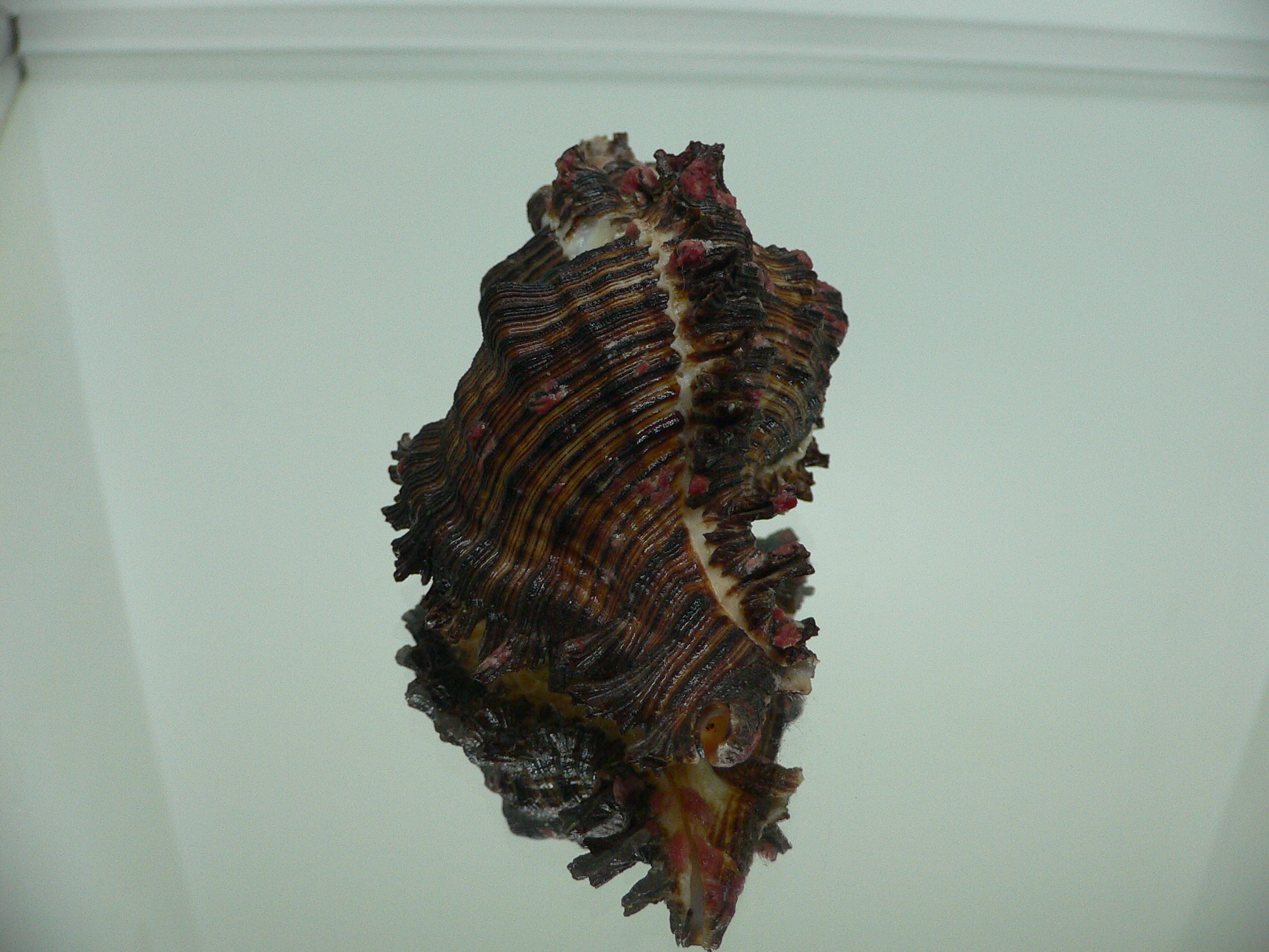 Chicoreus torrefactus