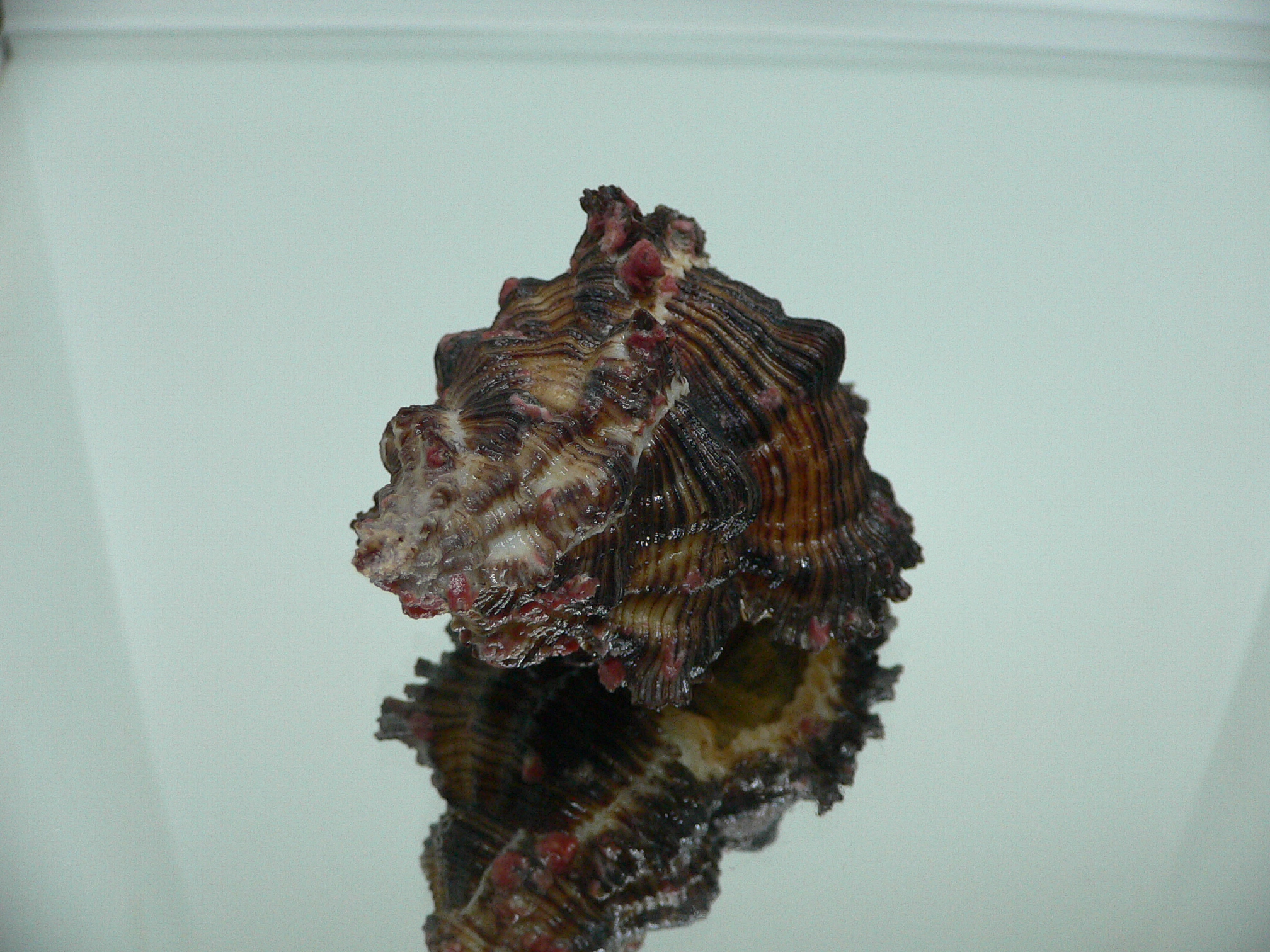 Chicoreus torrefactus