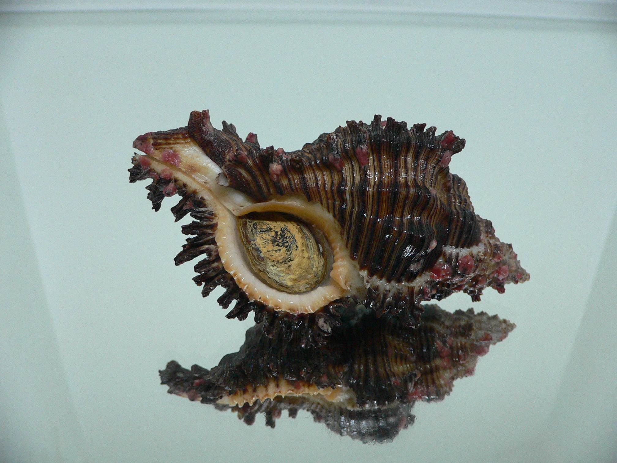 Chicoreus torrefactus