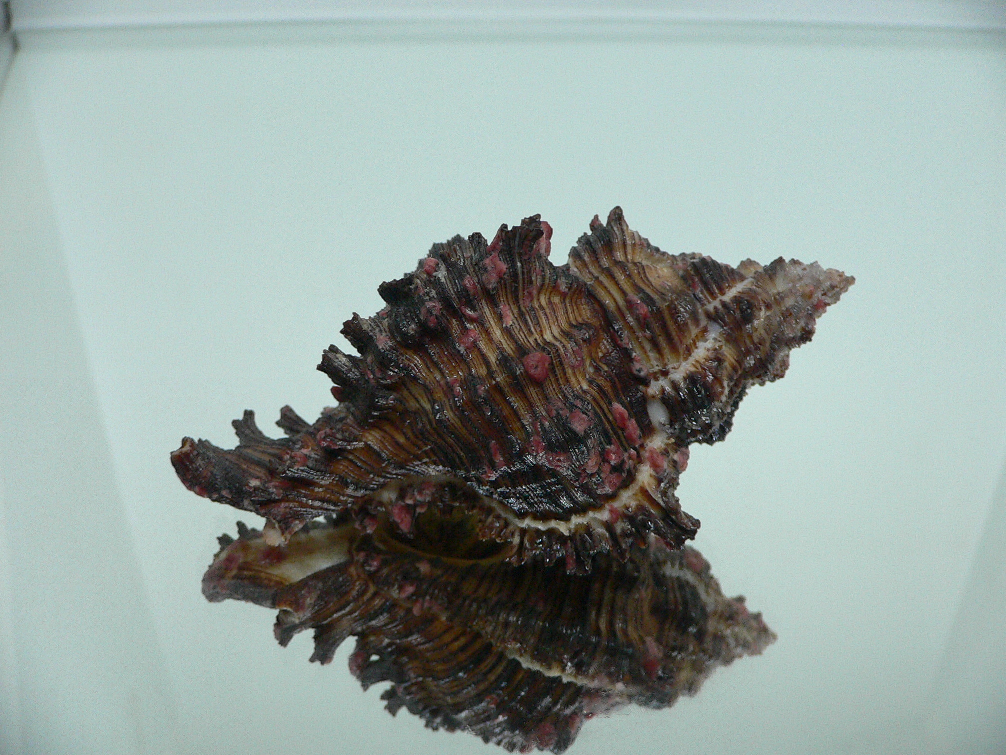 Chicoreus torrefactus