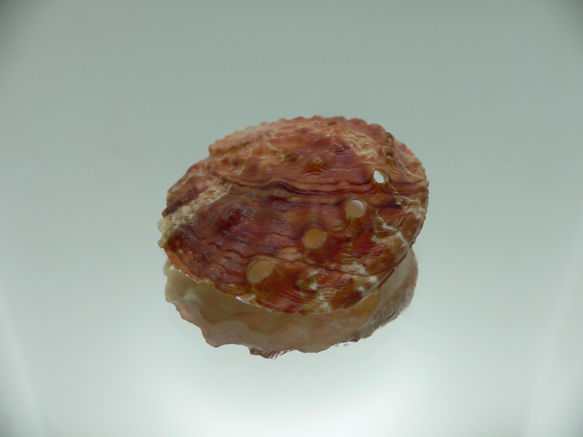 Haliotis ovina f. patamakanthini IDEAL & RED