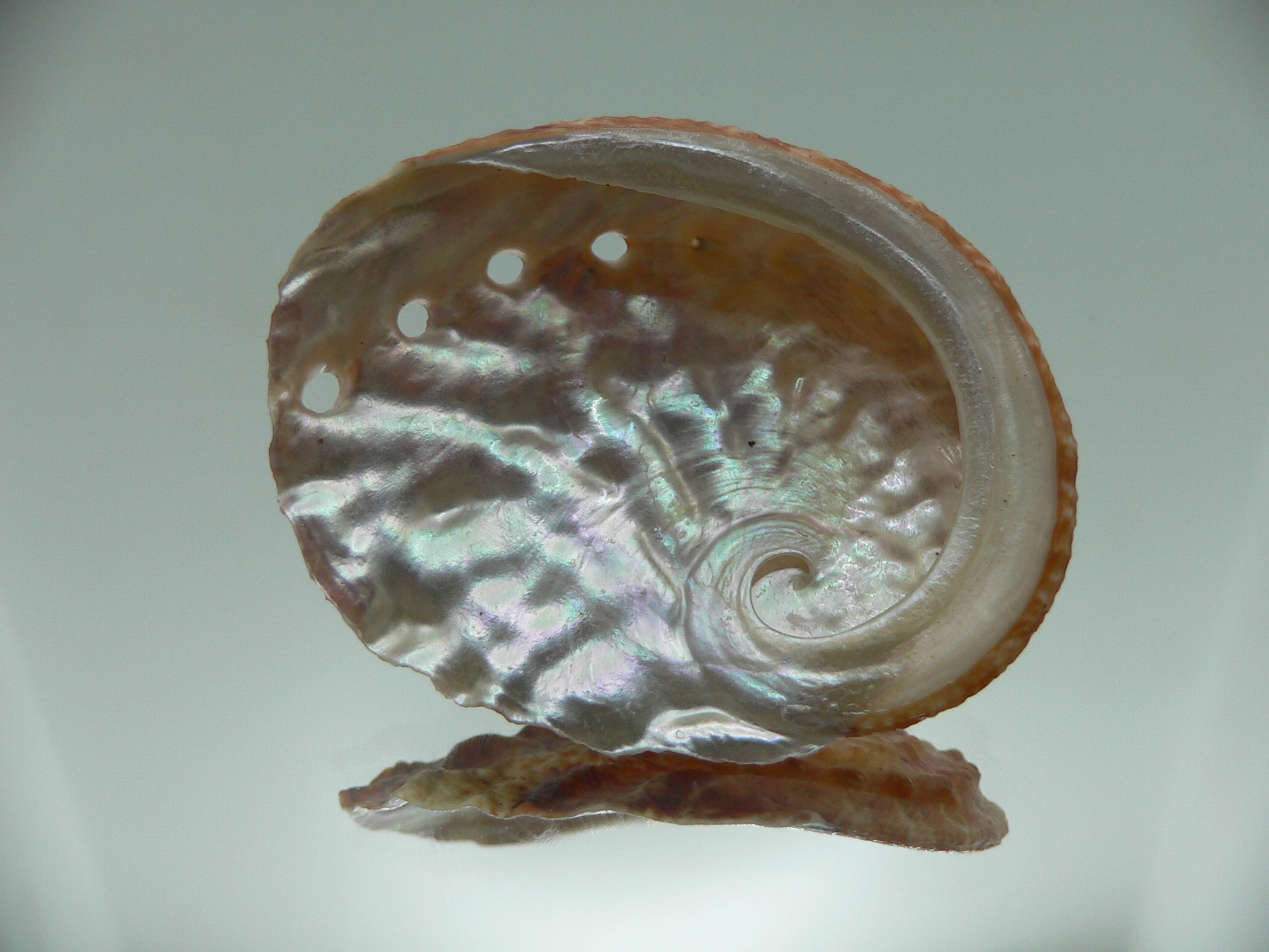 Haliotis ovina f. patamakanthini IDEAL & RED