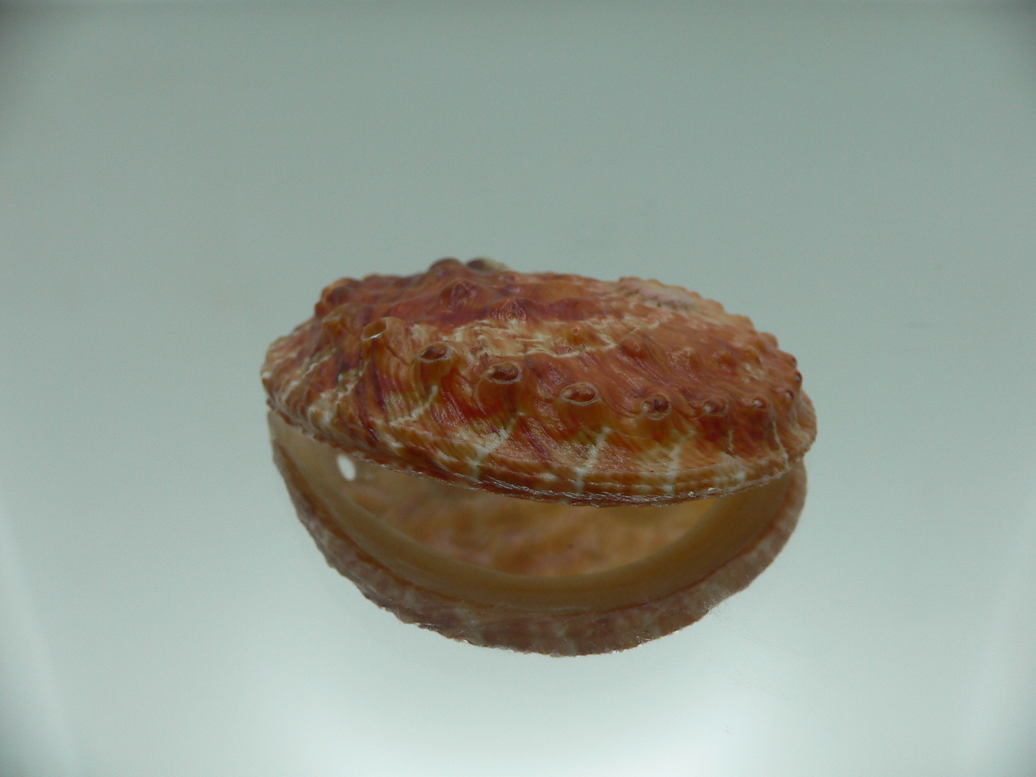 Haliotis ovina f. patamakanthini IDEAL & RED