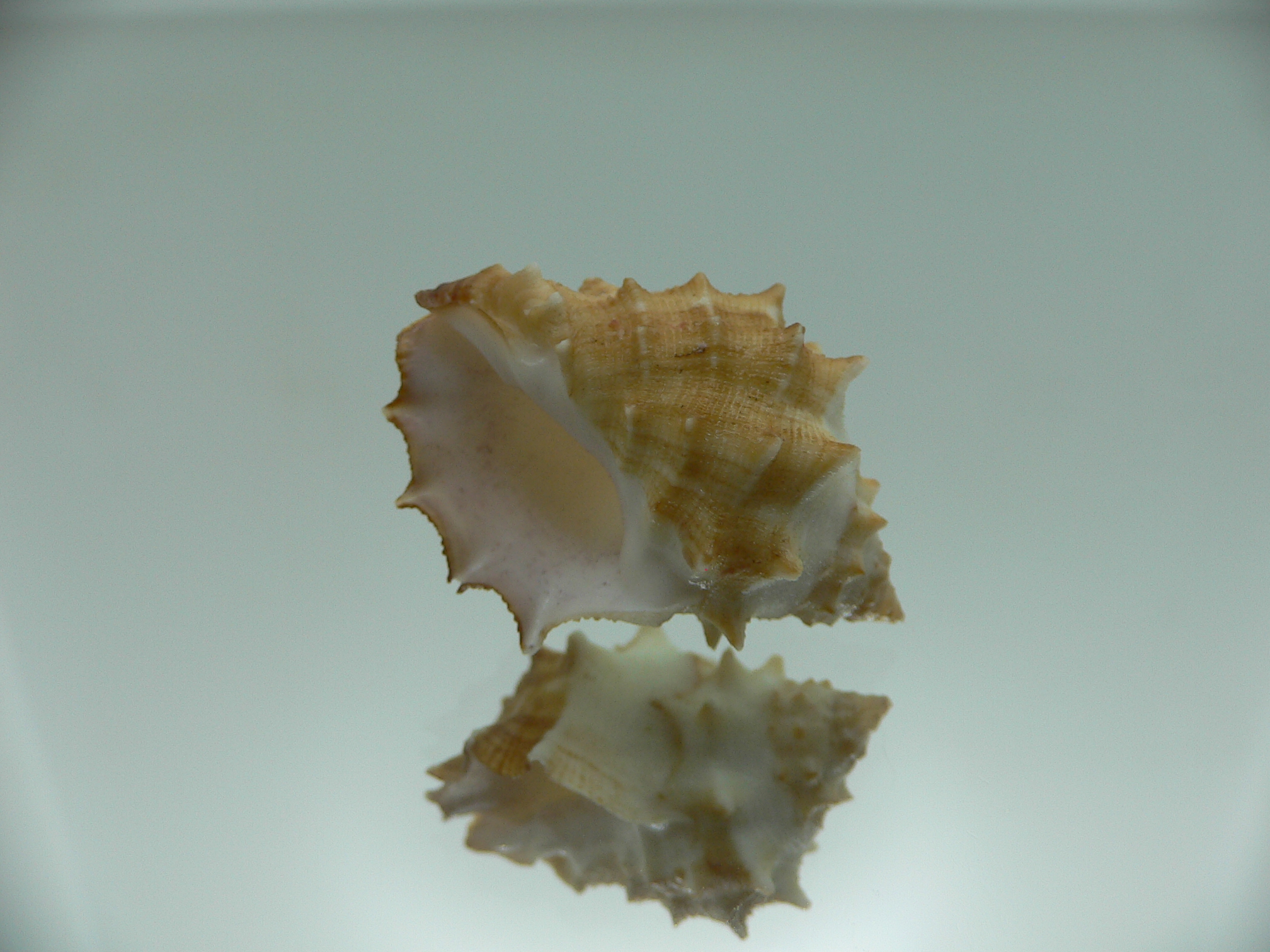 Thais (Mancinella) echinata SUPER