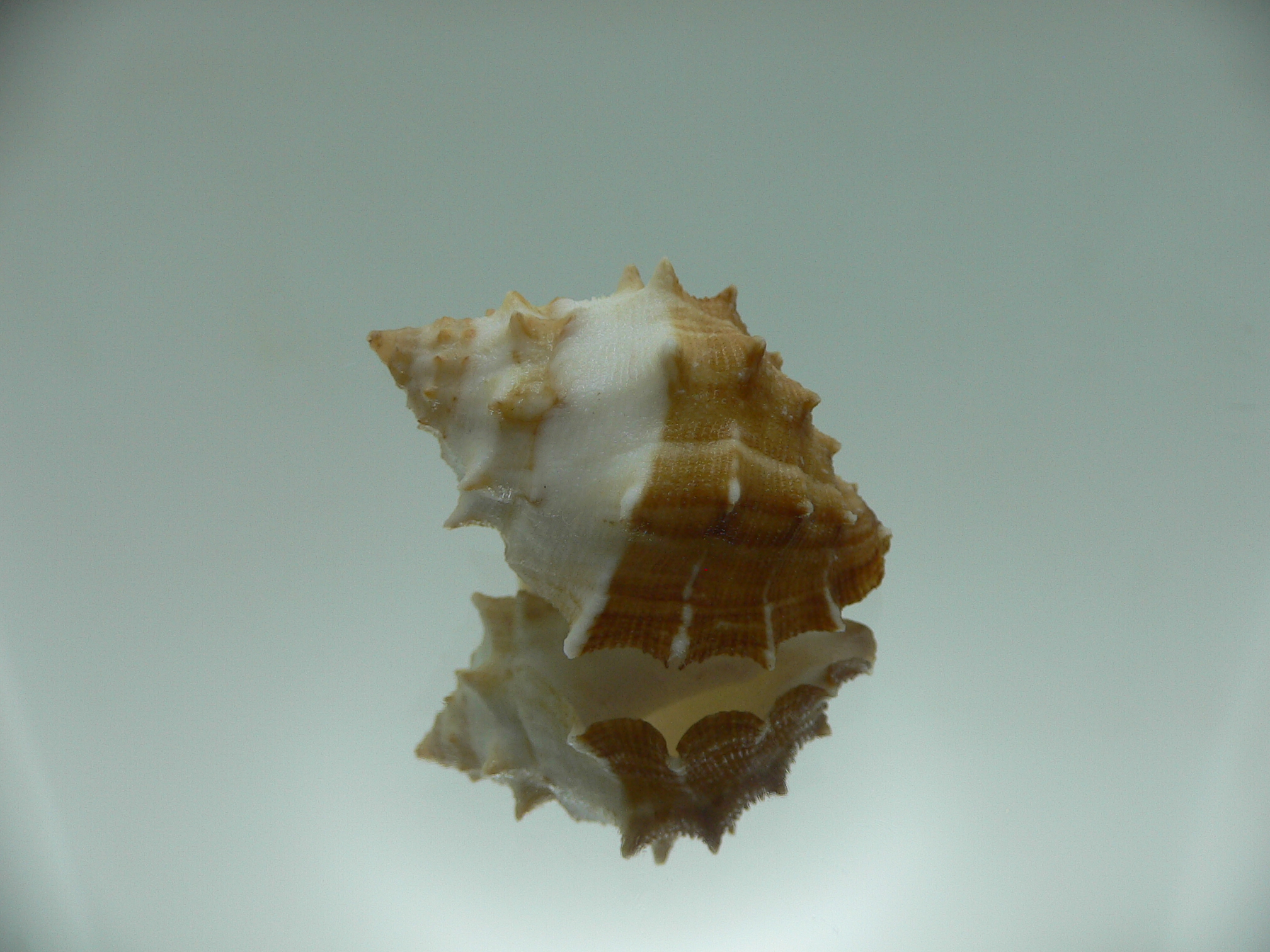 Thais (Mancinella) echinata SUPER