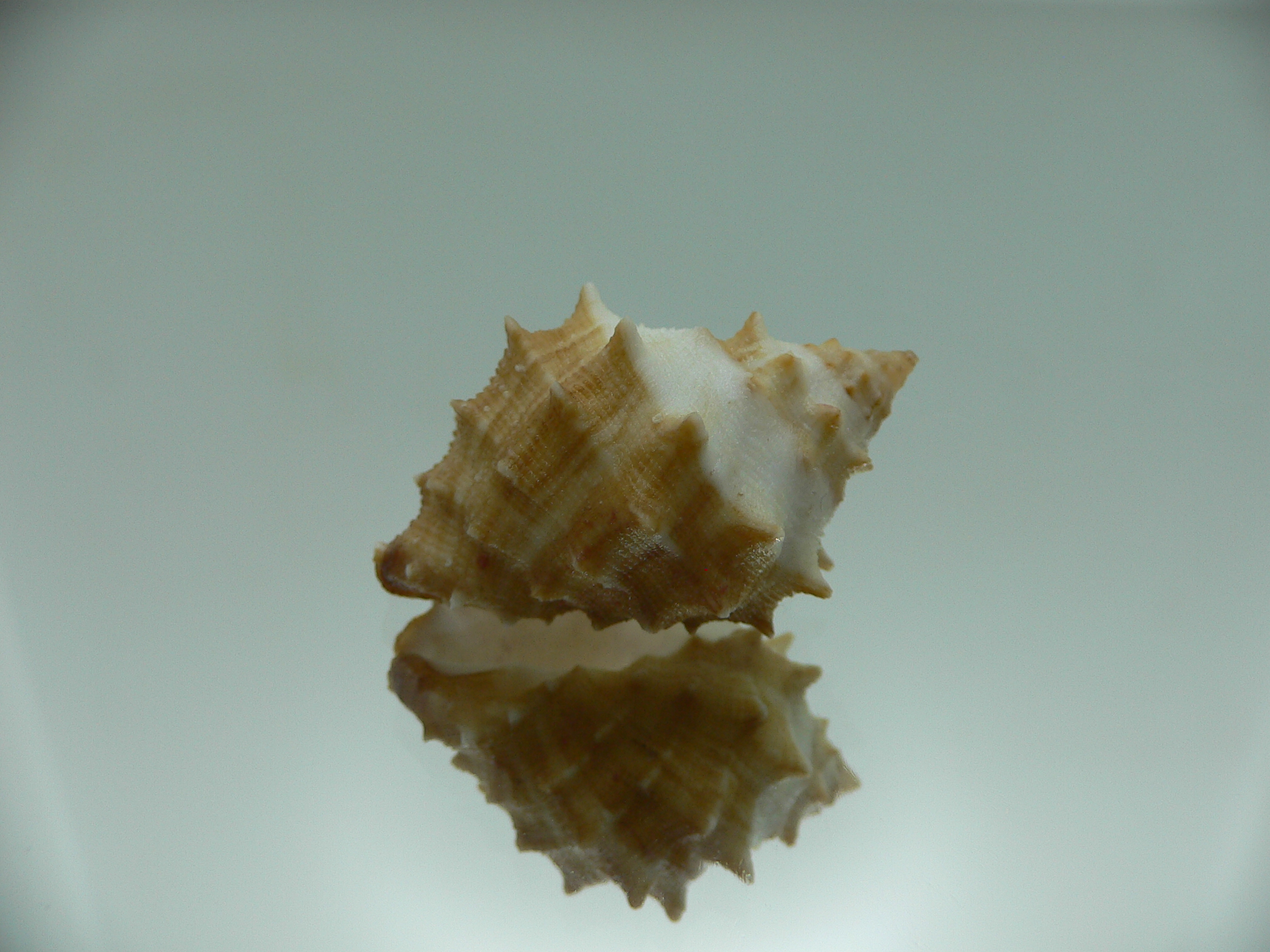 Thais (Mancinella) echinata SUPER