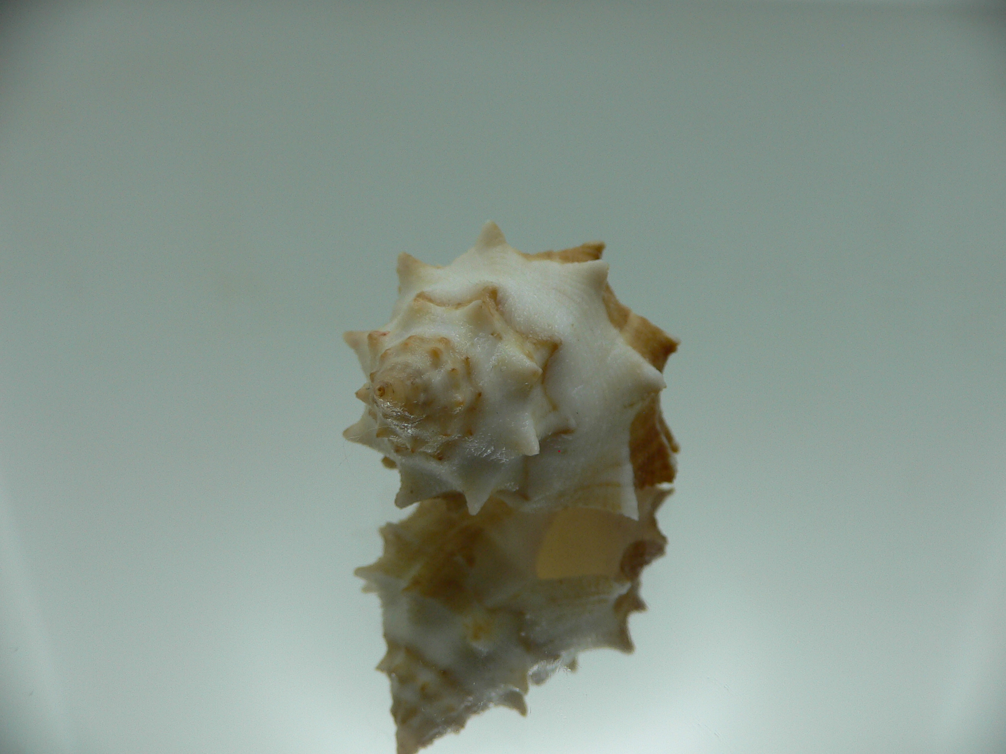 Thais (Mancinella) echinata SUPER