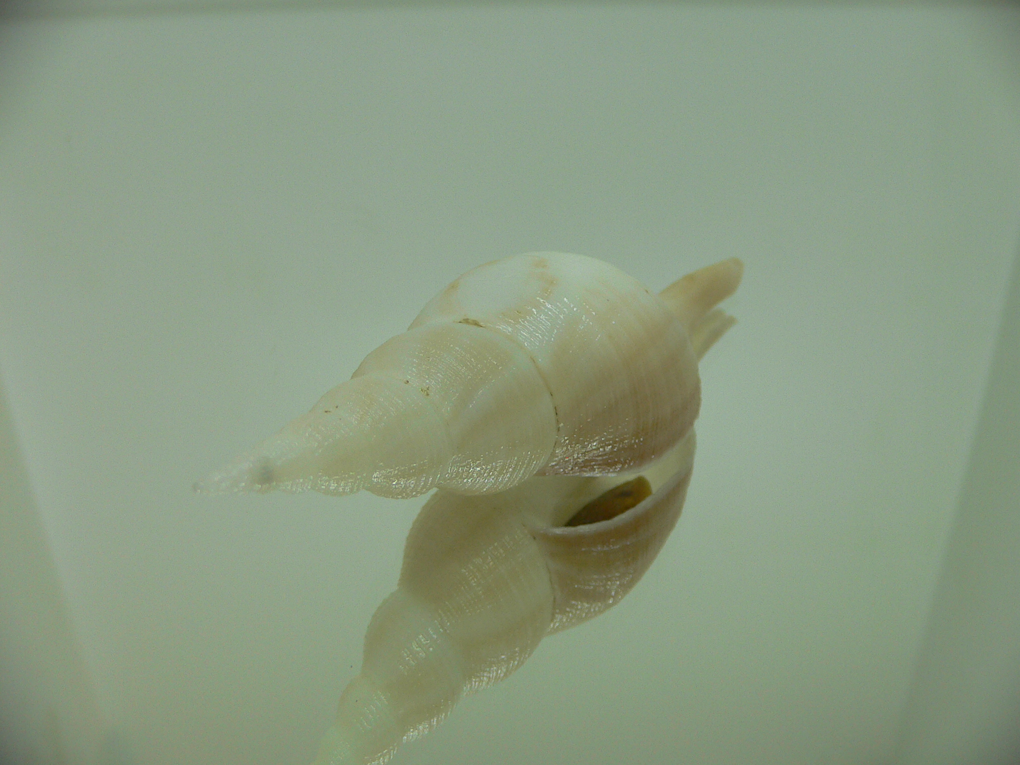 Chryseofusus hyphalus BIG & COLOR