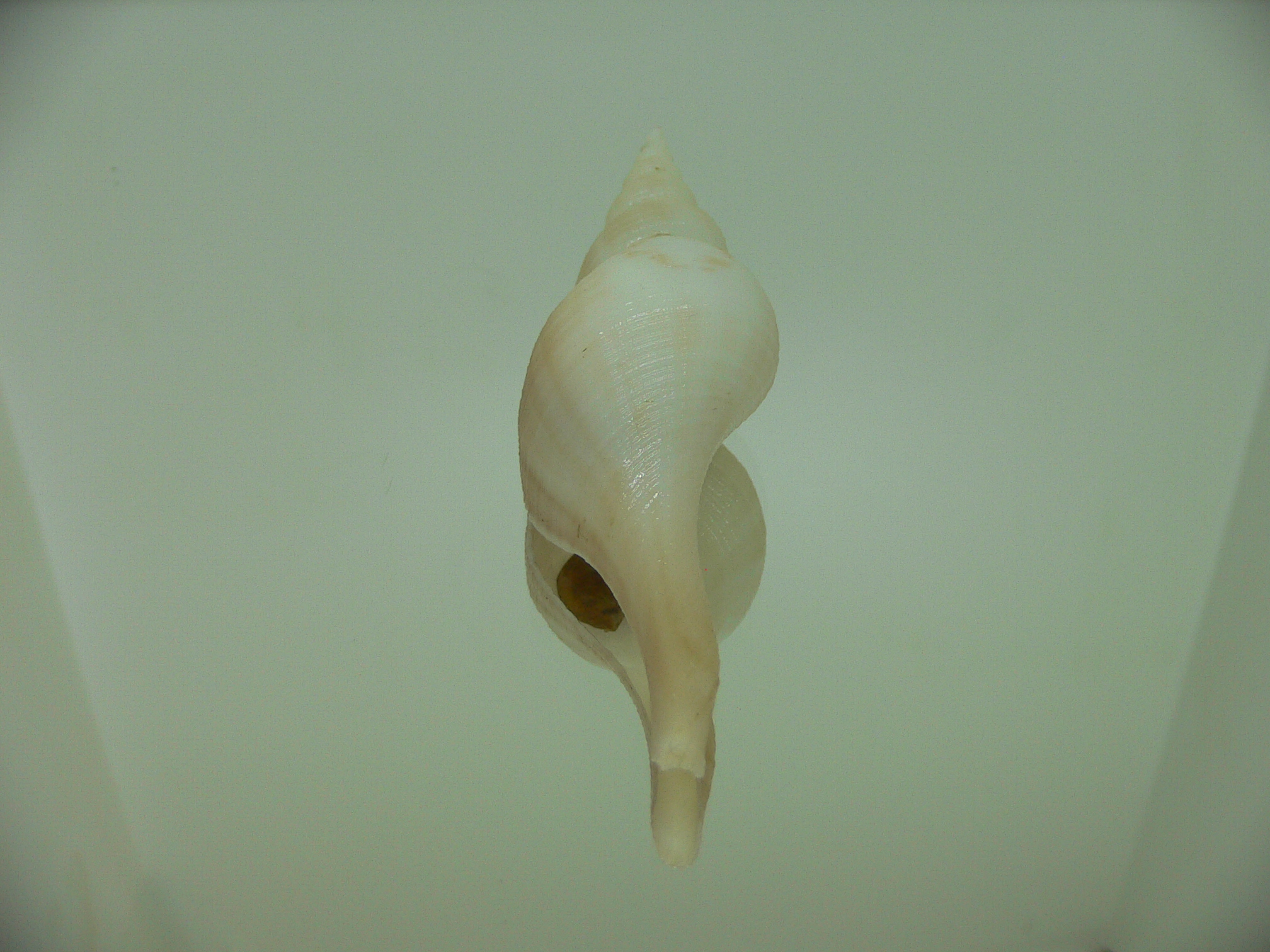 Chryseofusus hyphalus BIG & COLOR
