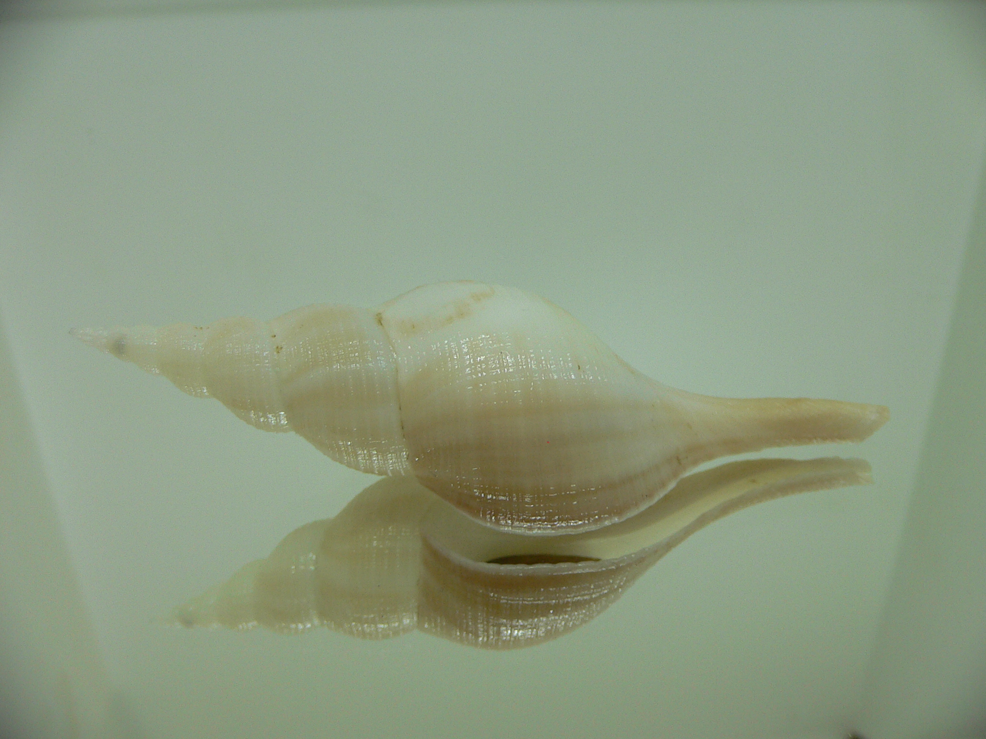 Chryseofusus hyphalus BIG & COLOR