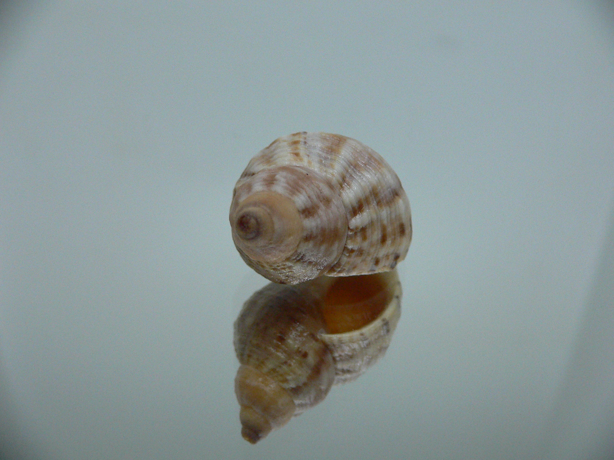 Buccinum mirandum mirandum MOTLEY