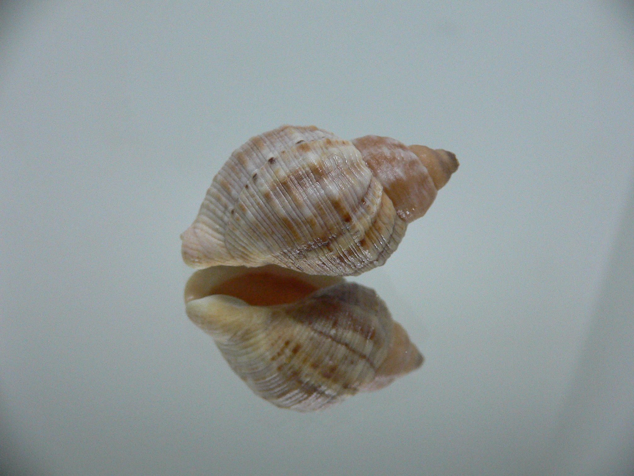 Buccinum mirandum mirandum MOTLEY