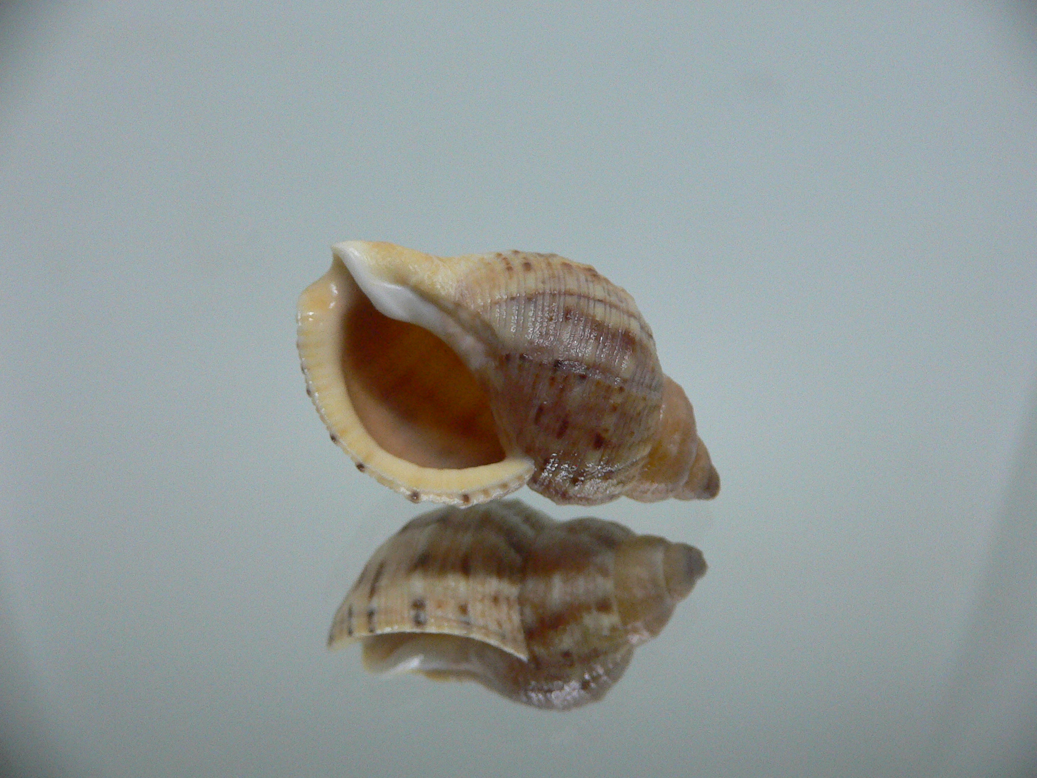 Buccinum mirandum mirandum MOTLEY