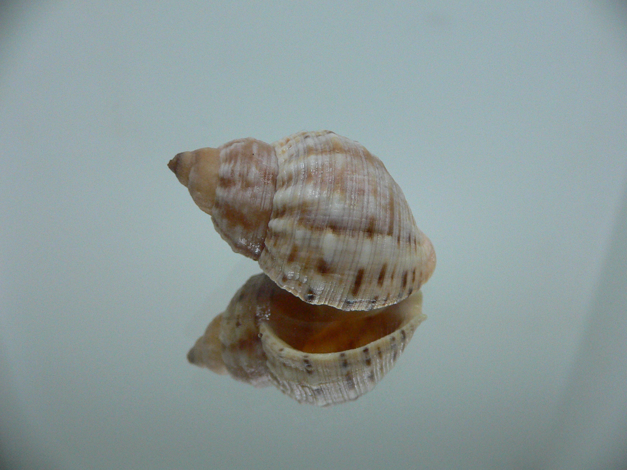 Buccinum mirandum mirandum MOTLEY