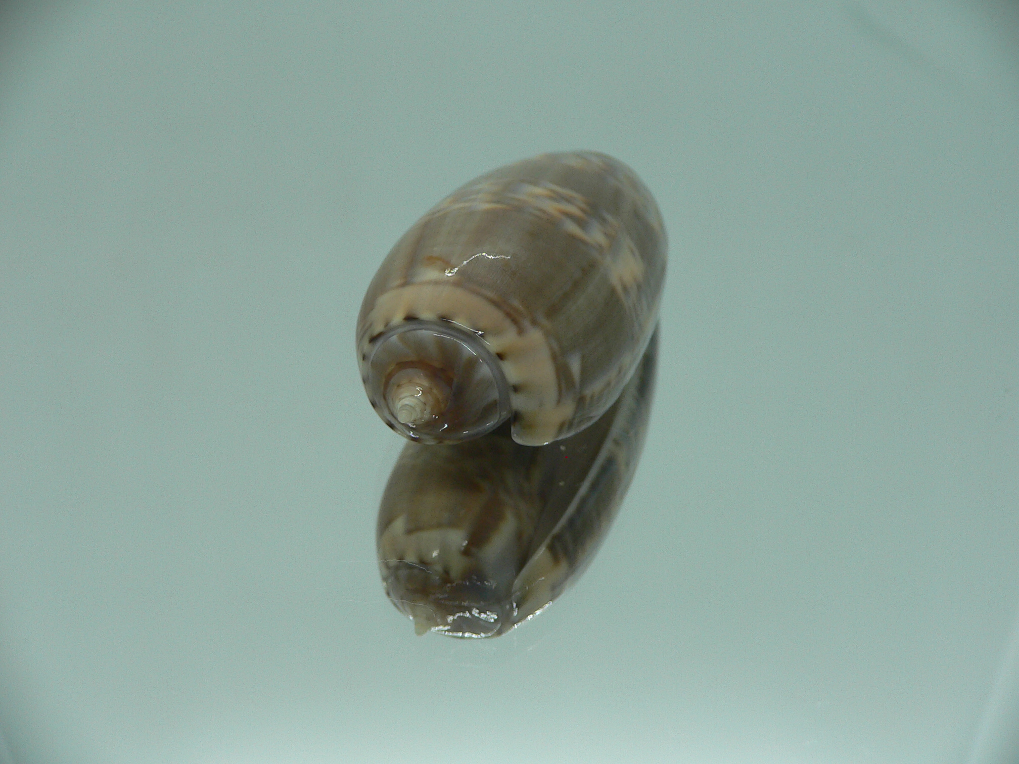 Oliva irisans kremerorum SUPER & RARE