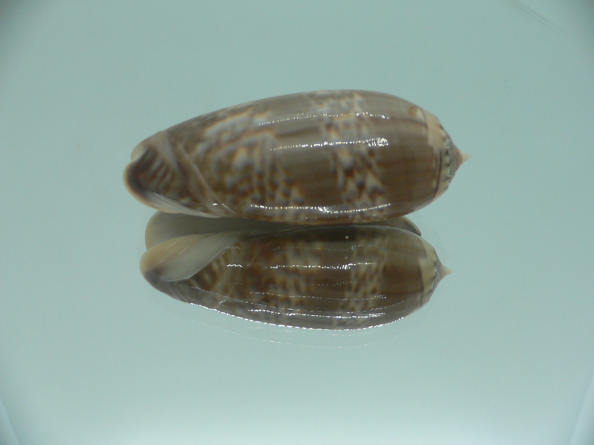 Oliva irisans kremerorum SUPER & RARE