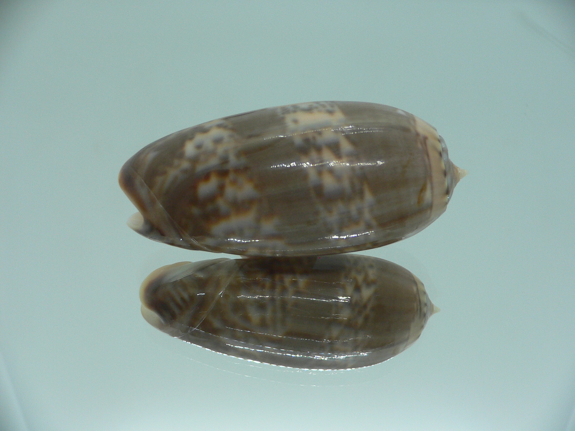 Oliva irisans kremerorum SUPER & RARE